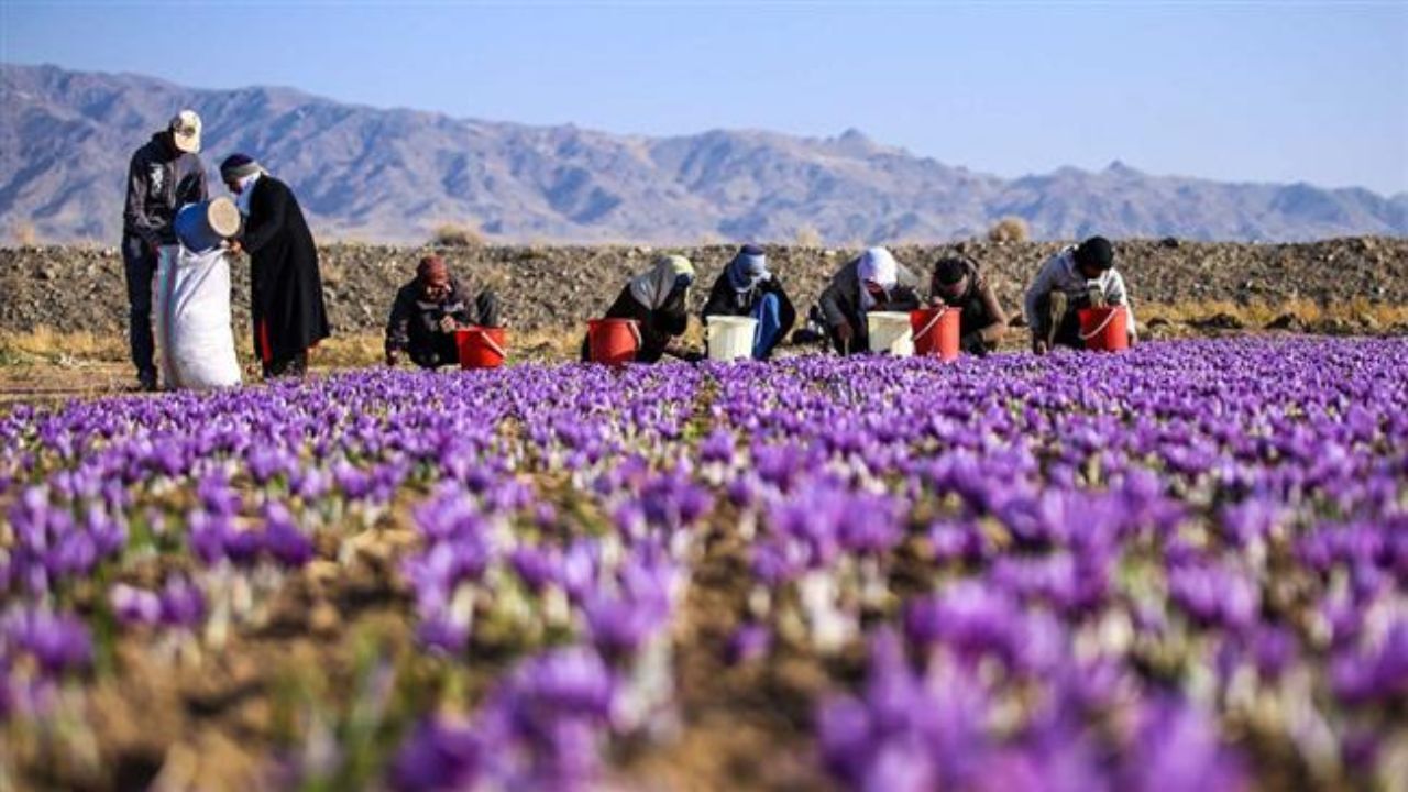 خرید حمایتی زعفران توسط دولت به نفع زعفران‌کاران است