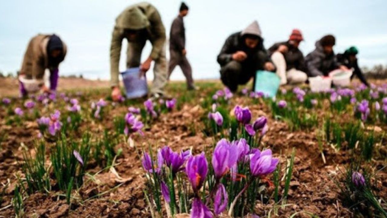 لزوم افزایش 20 تا 30 درصدی قیمت زعفران/ کشاورزان تماشاچی سودهای بی‌زحمت دلالان