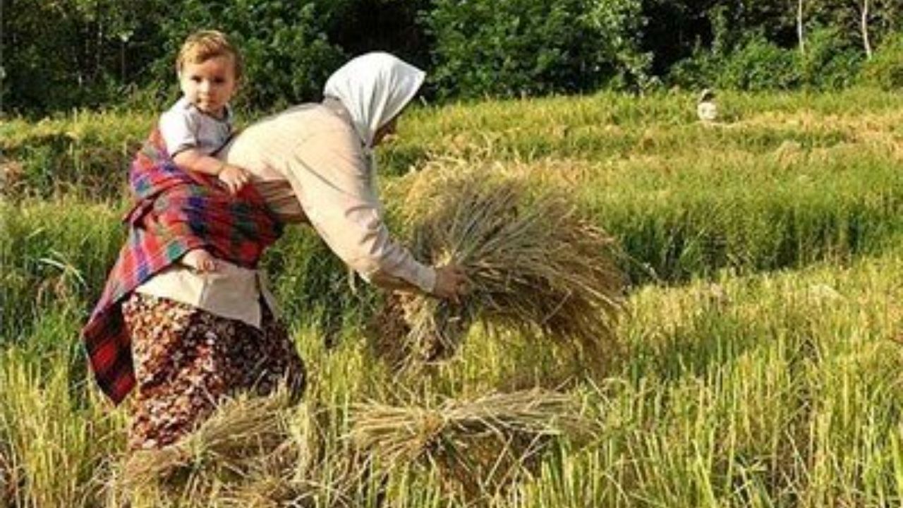 موسسه تحقیقات برنج کشور طی سه سال پنج رقم جدید معرفی کرد
