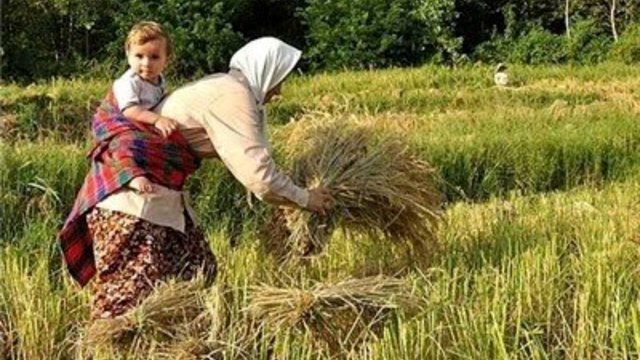 موسسه تحقیقات برنج کشور طی سه سال پنج رقم جدید معرفی کرد