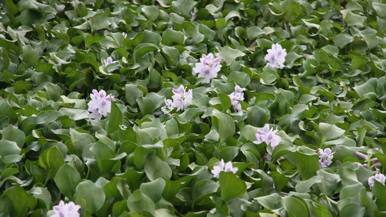 سنبل آبی؛ گیاه مهاجمی که حیات رودخانه ها و تالاب‌های گیلان را نشانه گرفته و نفس آن را به شماره انداخته است