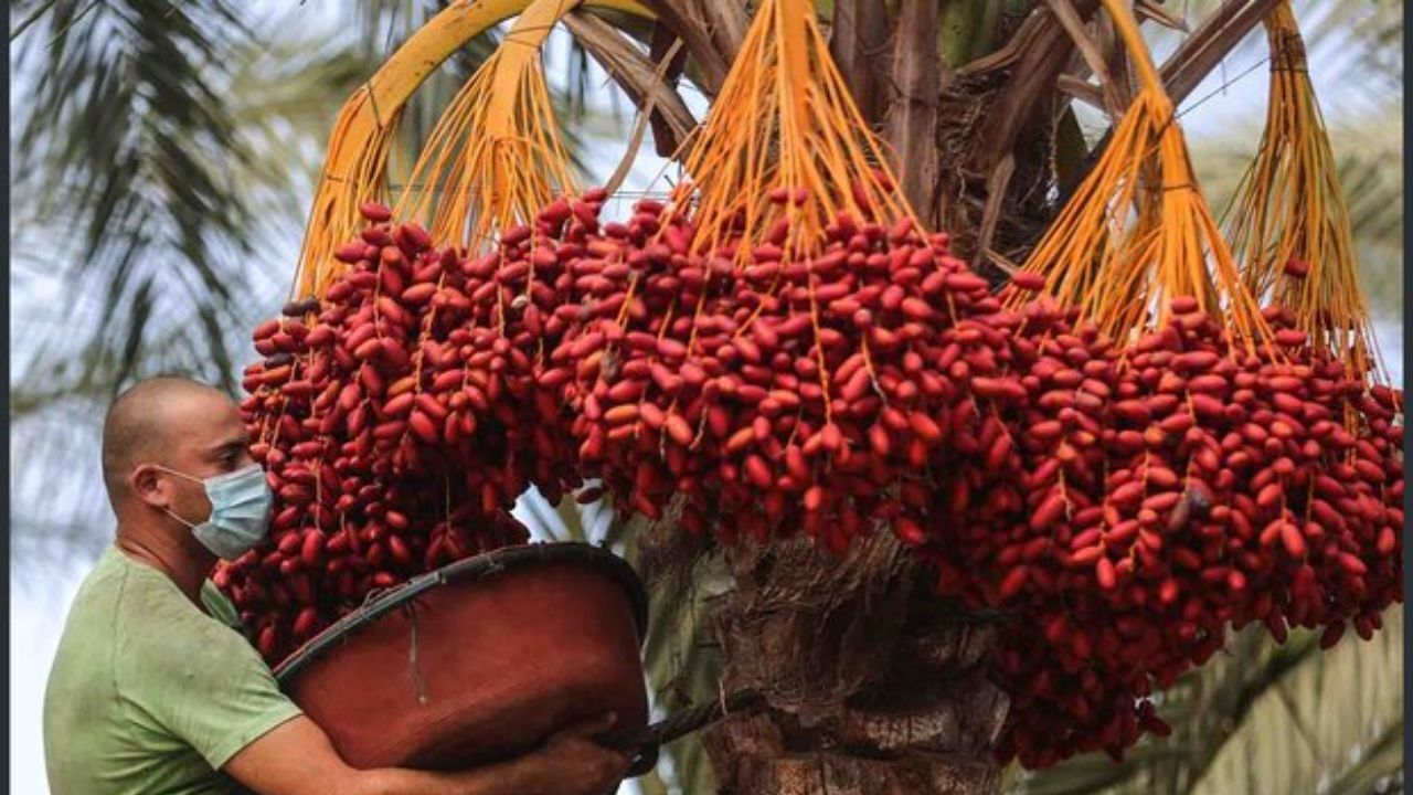 آغاز معاملات خرما از سه‌شنبه در بورس کالا