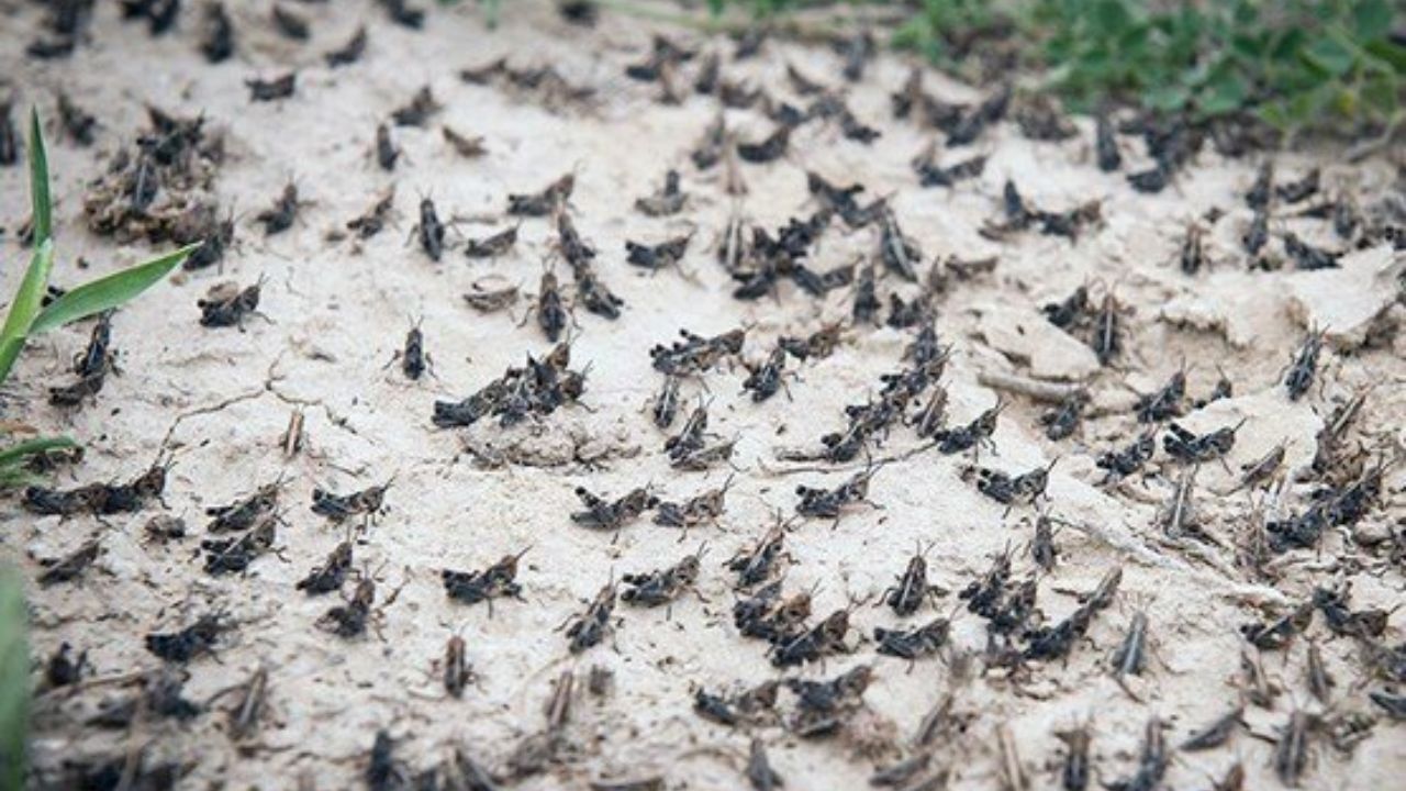 هجوم جدید ملخ‌های صحرایی از اواخر بهمن/ منابع مالی برای مبارزه، تا پایان اسفند دوام می‌آورد