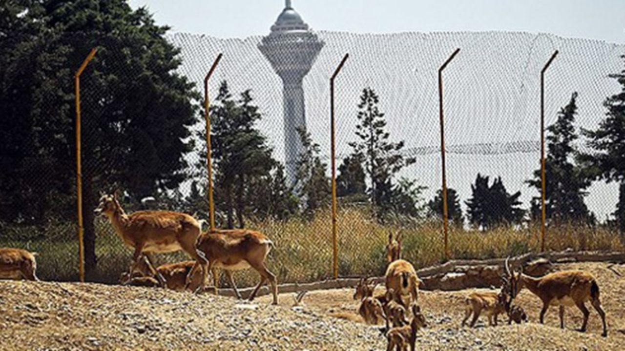 آنفلوآنزای پرندگان، حیات وحش تهران را تعطیل کرد