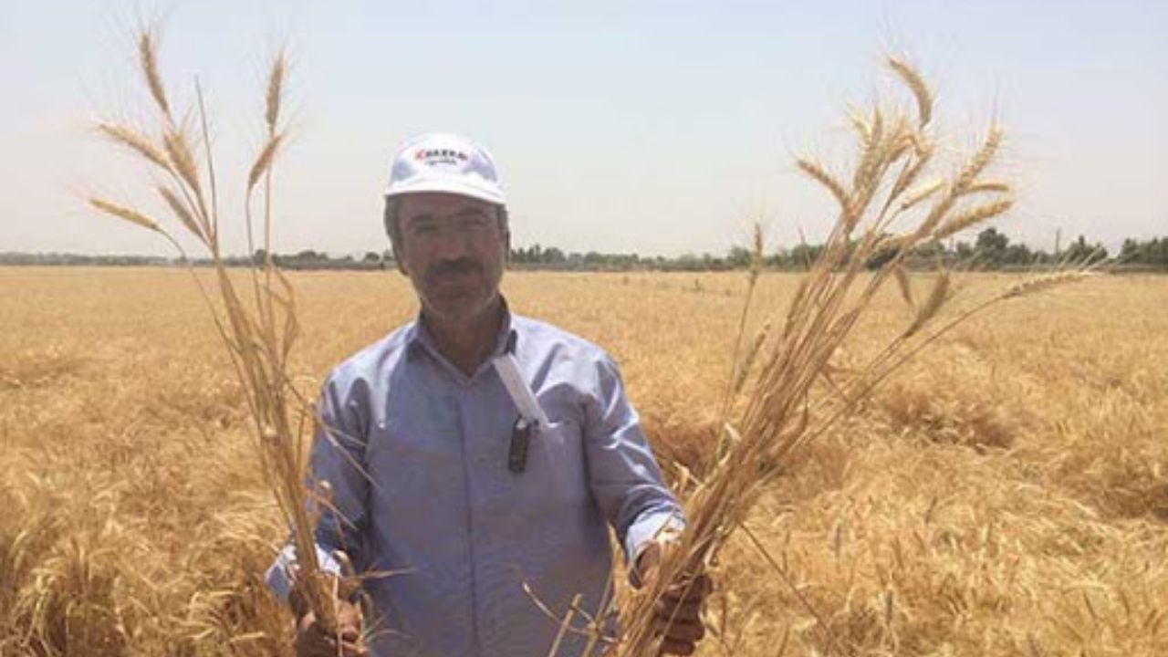 کشاورزان برای اصلاح نرخ خرید تضمینی گندم لحظه‌شماری می‌کنند