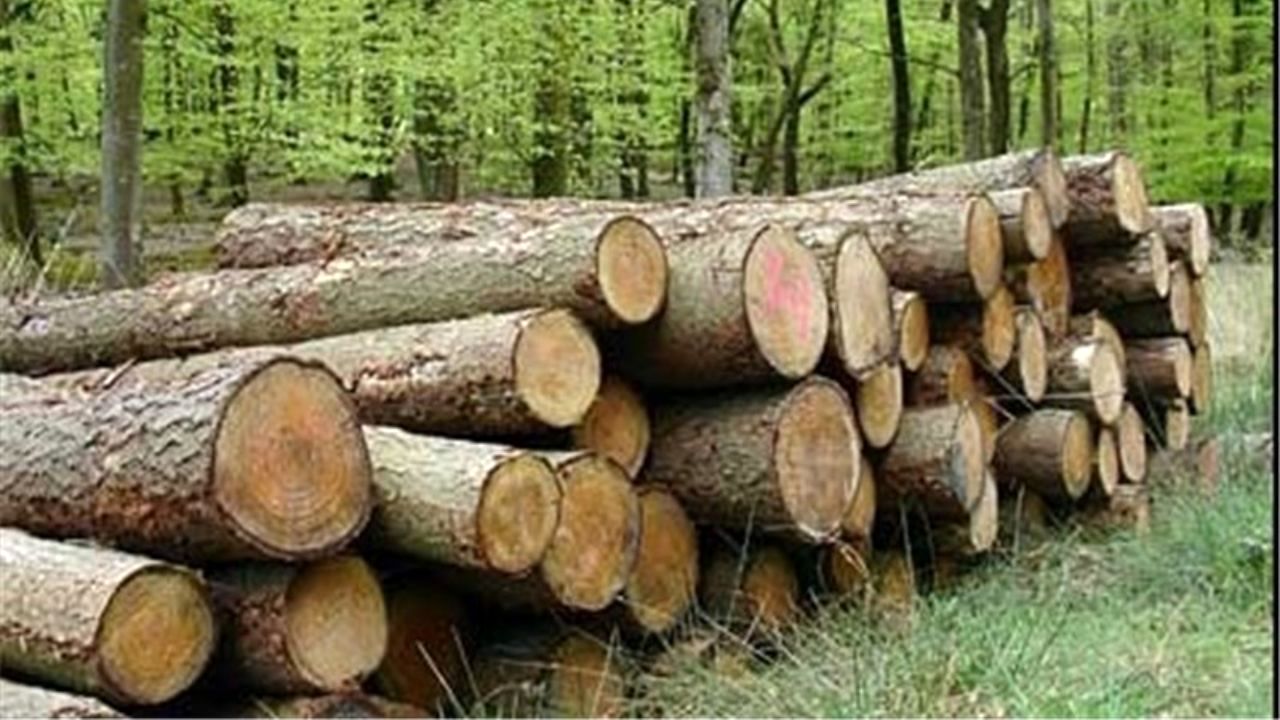 چوب را با آمبولانس حمل جنازه و ماشین‌های حمل گوشت قاچاق می‌کنند