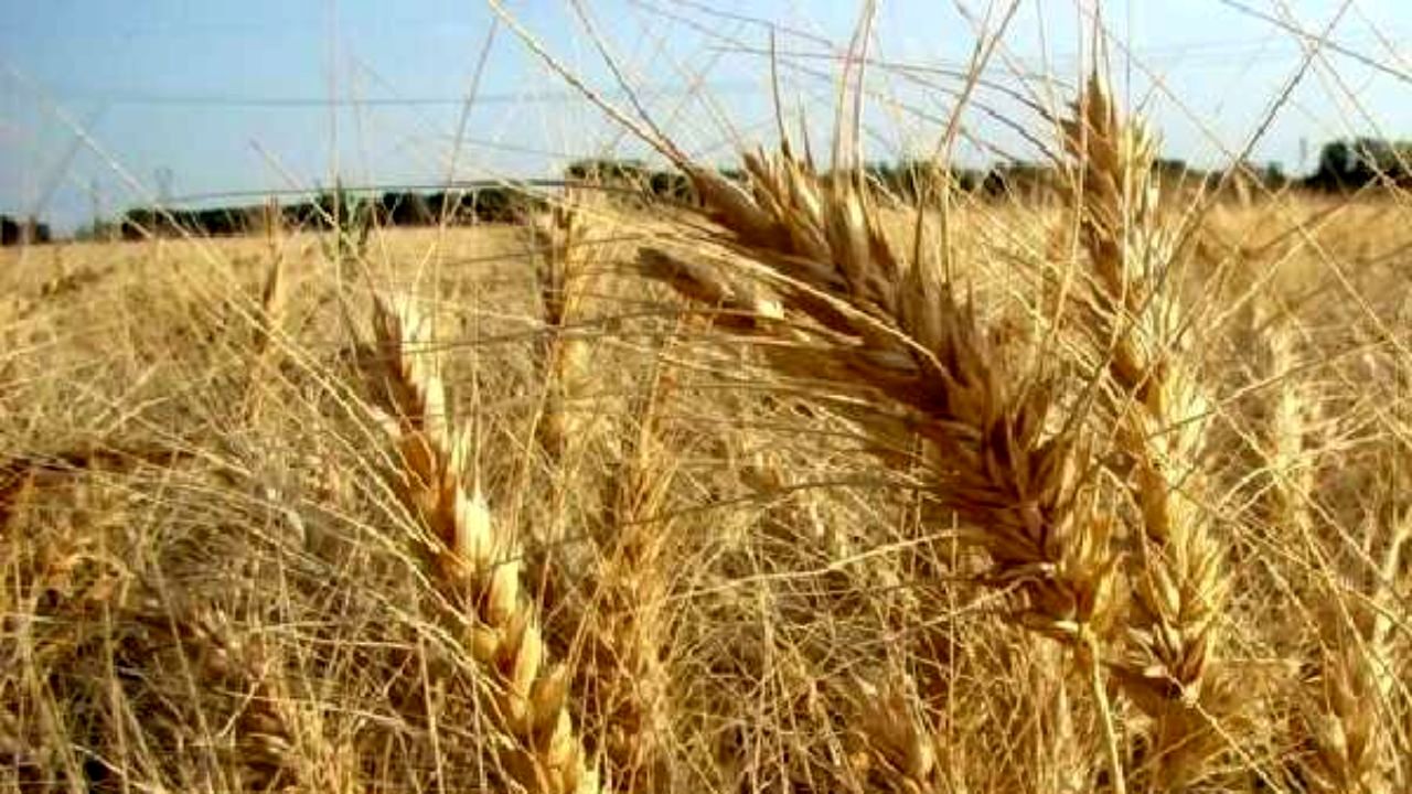 کشت گندم در 6 میلیون هکتار از مزارع کشور
