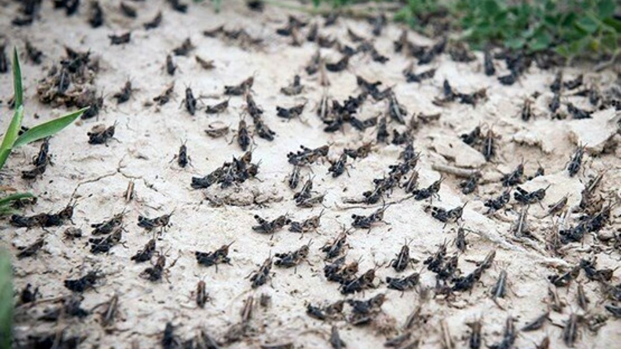 احتمال هجوم ملخ‌های صحرایی به کشور در ایام نوروز