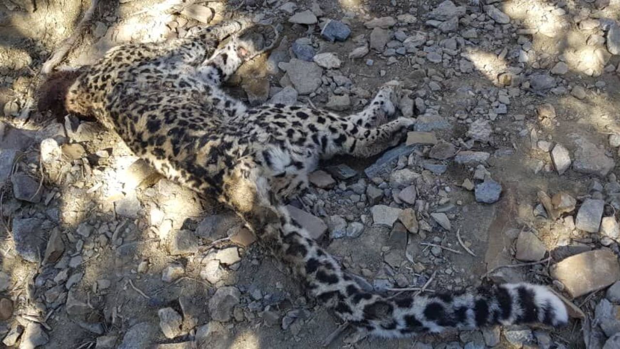 علت مرگ پلنگ‌ خاییز مشخص شد