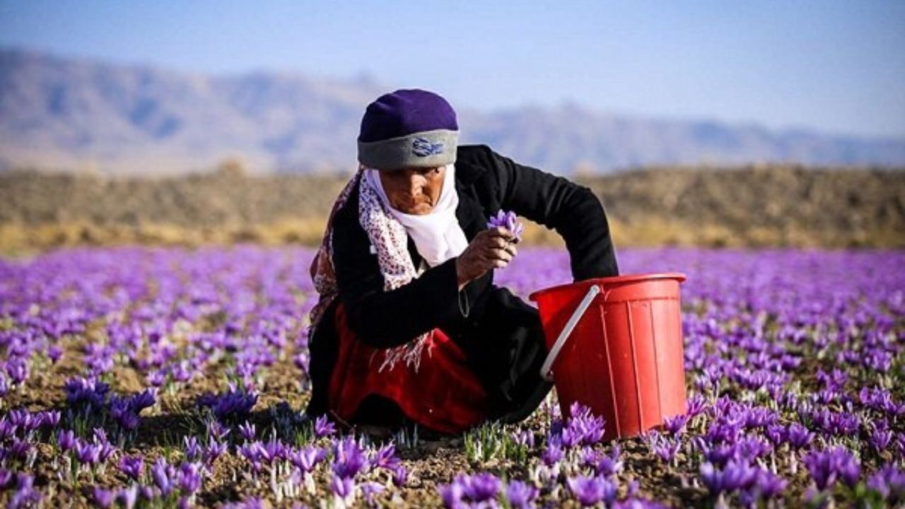 بازی جدید وارداتچی‌ها برای تامین ارز از طریق صادرات زعفران/ خطر تشکیل اوپک زعفران!