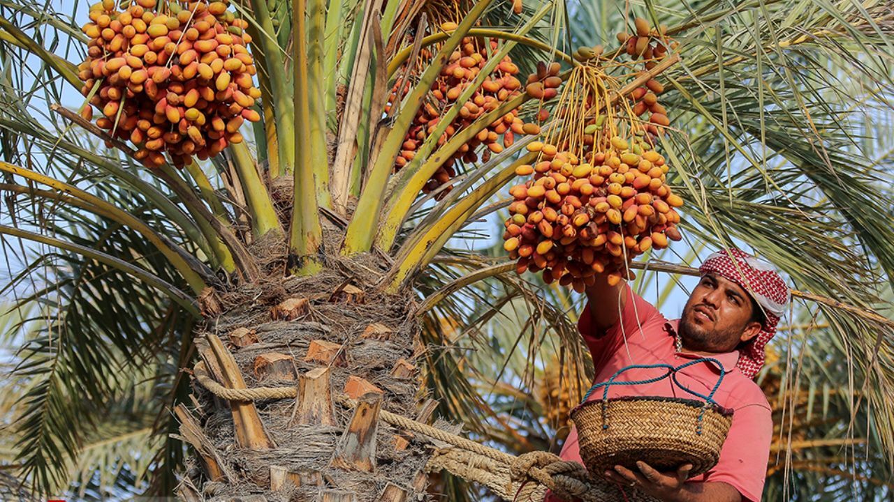 صنعت خرما مشکل کمبود نقدینگی و ضعف بسته بندی دارد