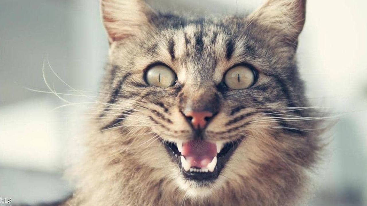 حمله جانانه یک گربه به سگ‌ها+ ویدئو
