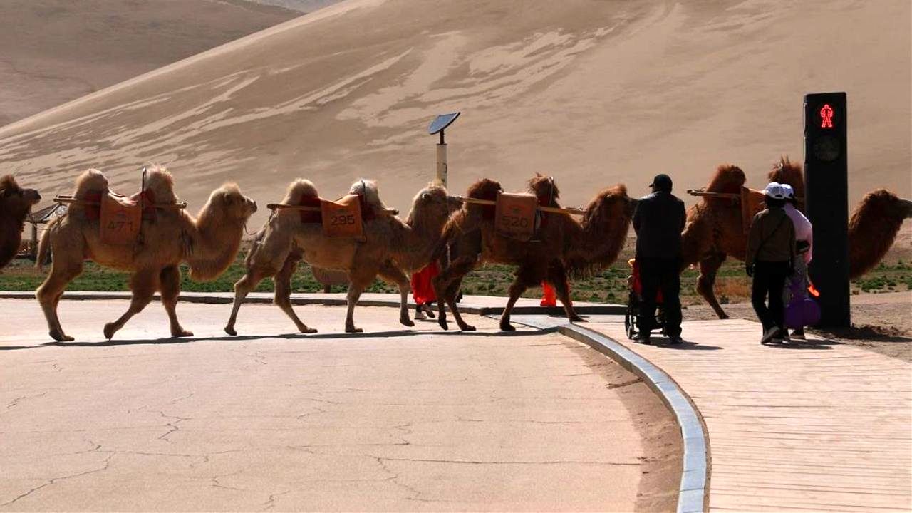 دور دنیا| اولین چراغ راهنمایی برای رفت‌وآمد شترها رونمایی شد+ عکس