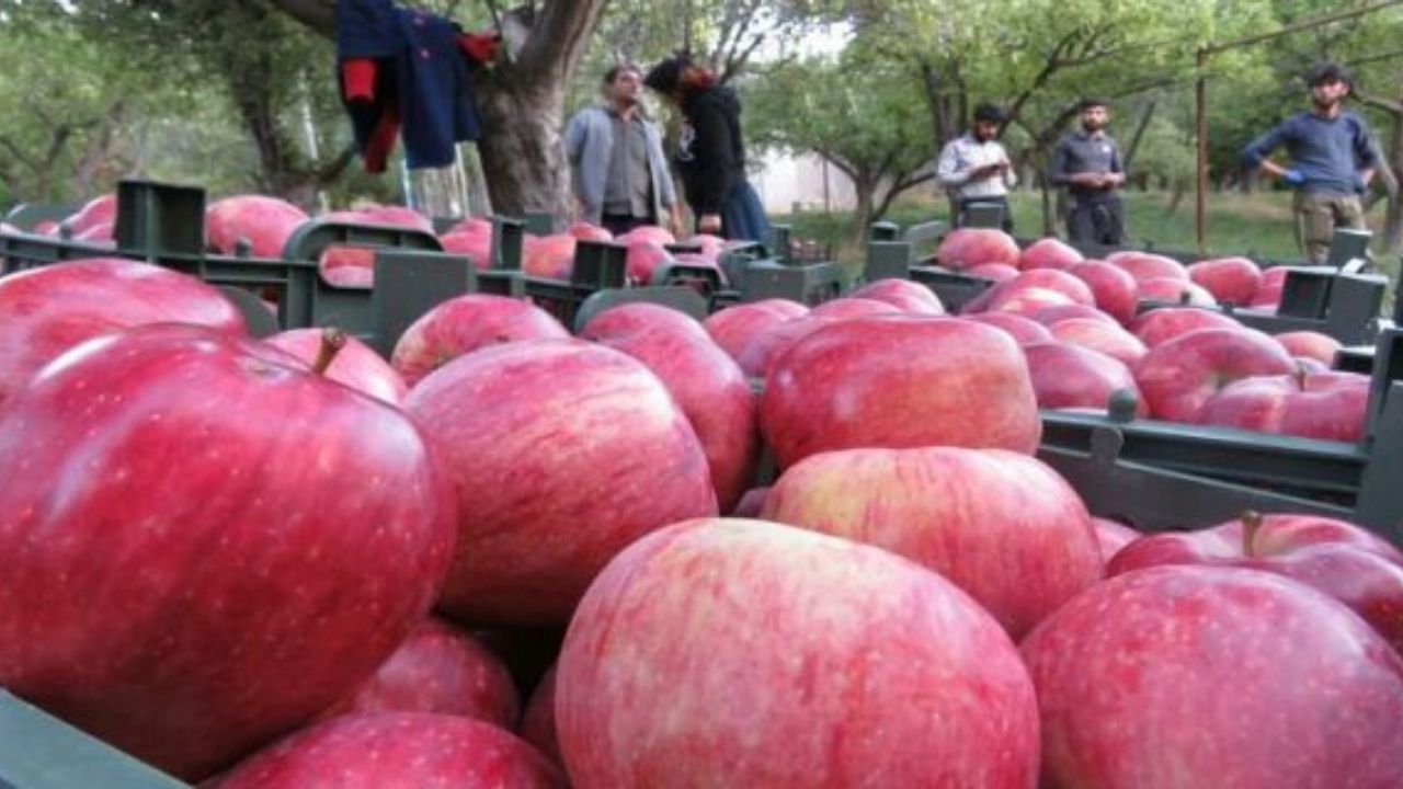 فاسد شدن ذخایر سیب و پرتقال به علت طمع‌کاری دلالان