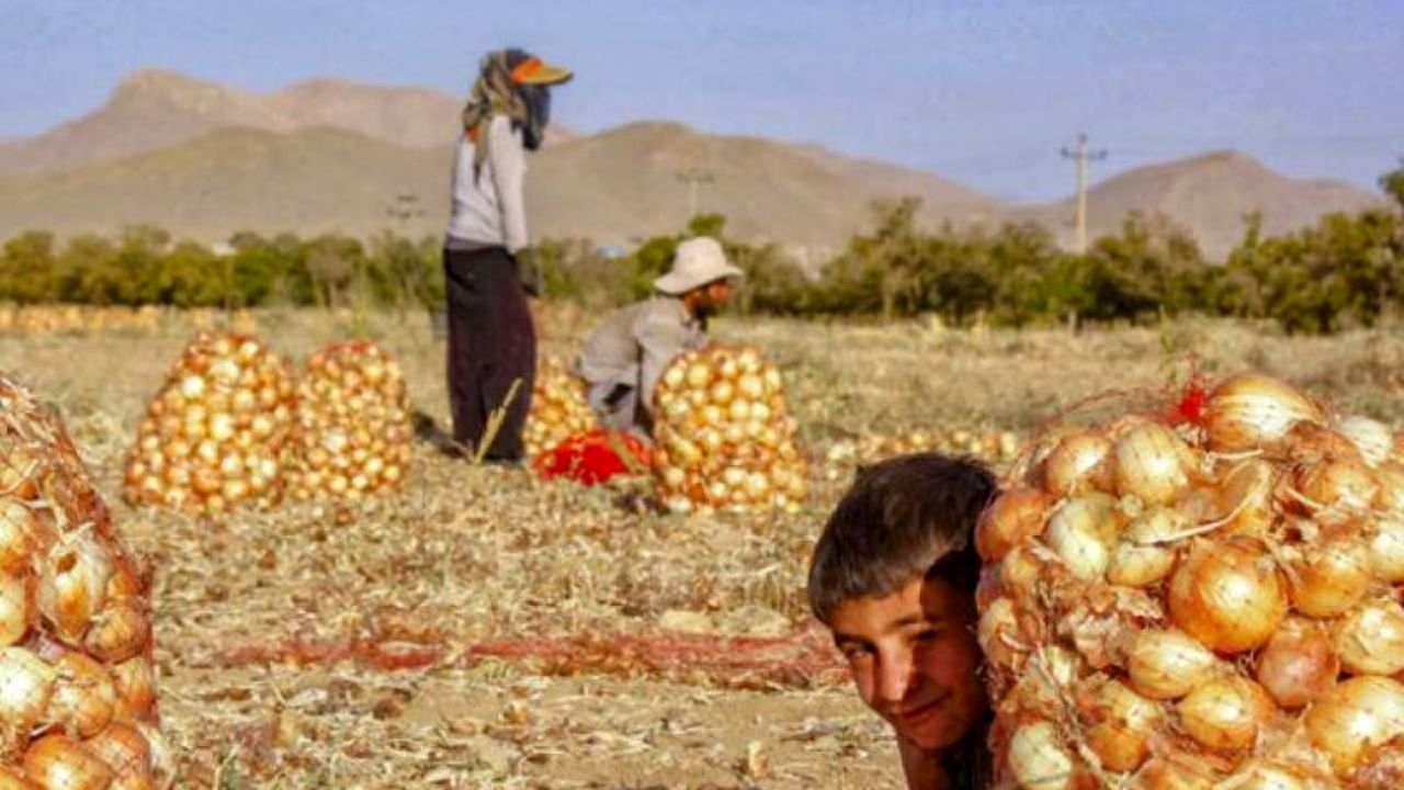 چرا پیاز پیازکاران جنوب روی دست‌شان ماند؟