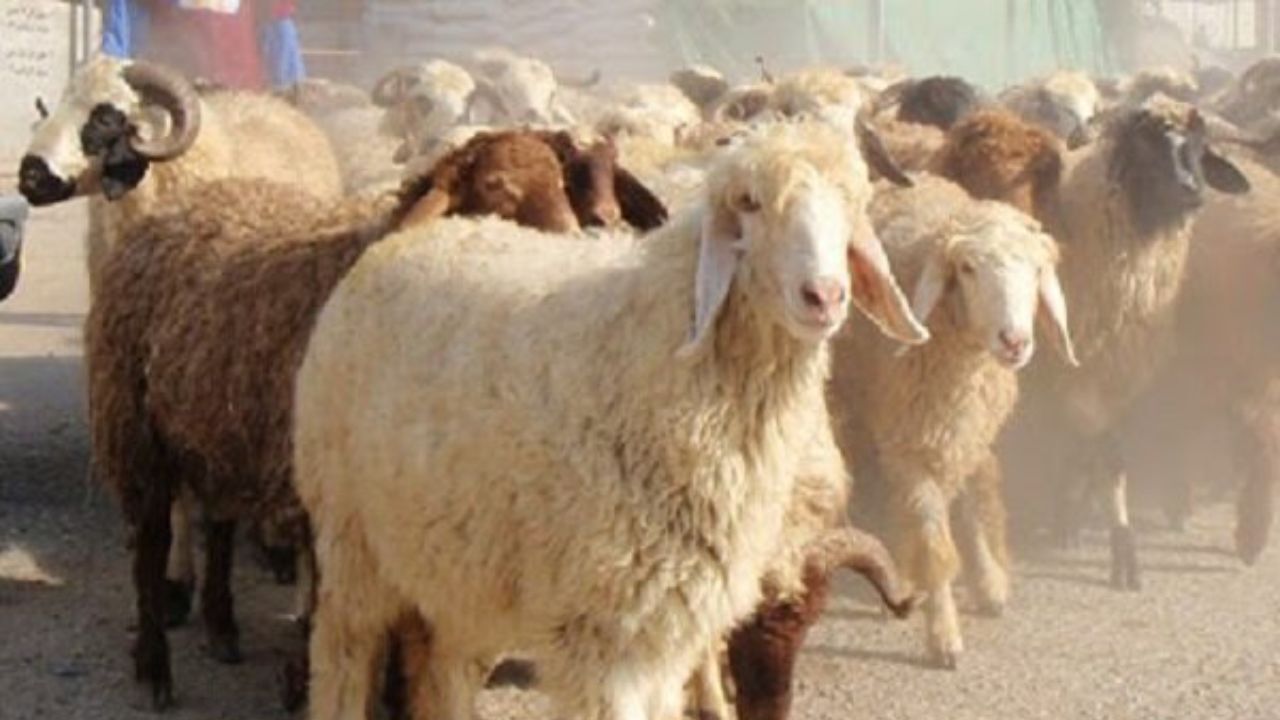 دوره گردی عشایر برای فروش دام/ مشکل دام مازاد در ایلام حل نشد
