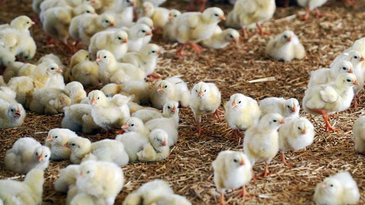 آوار کمبود جوجه یک روزه بر سر تولیدکنندگان!