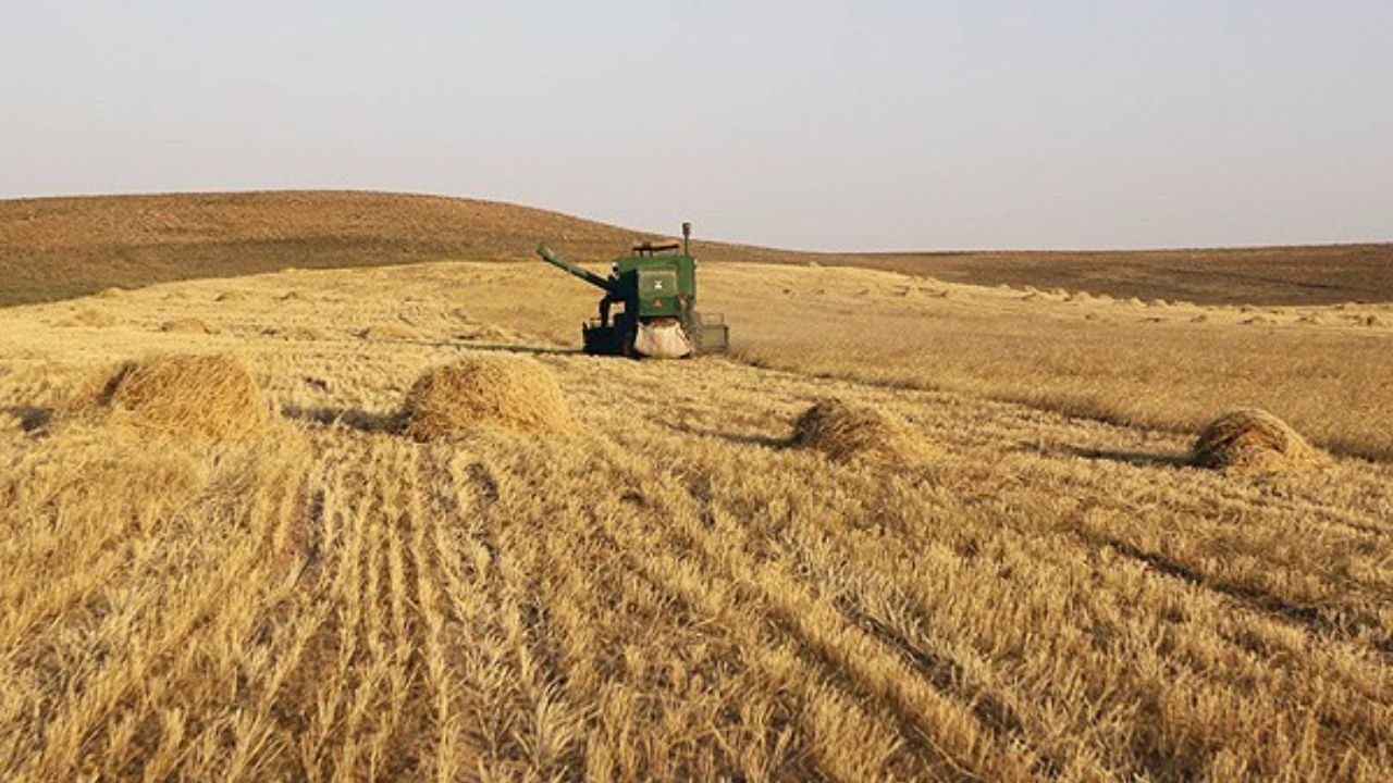 احتمال سیر نزولی تولید گندم در چهارمحال و بختیاری