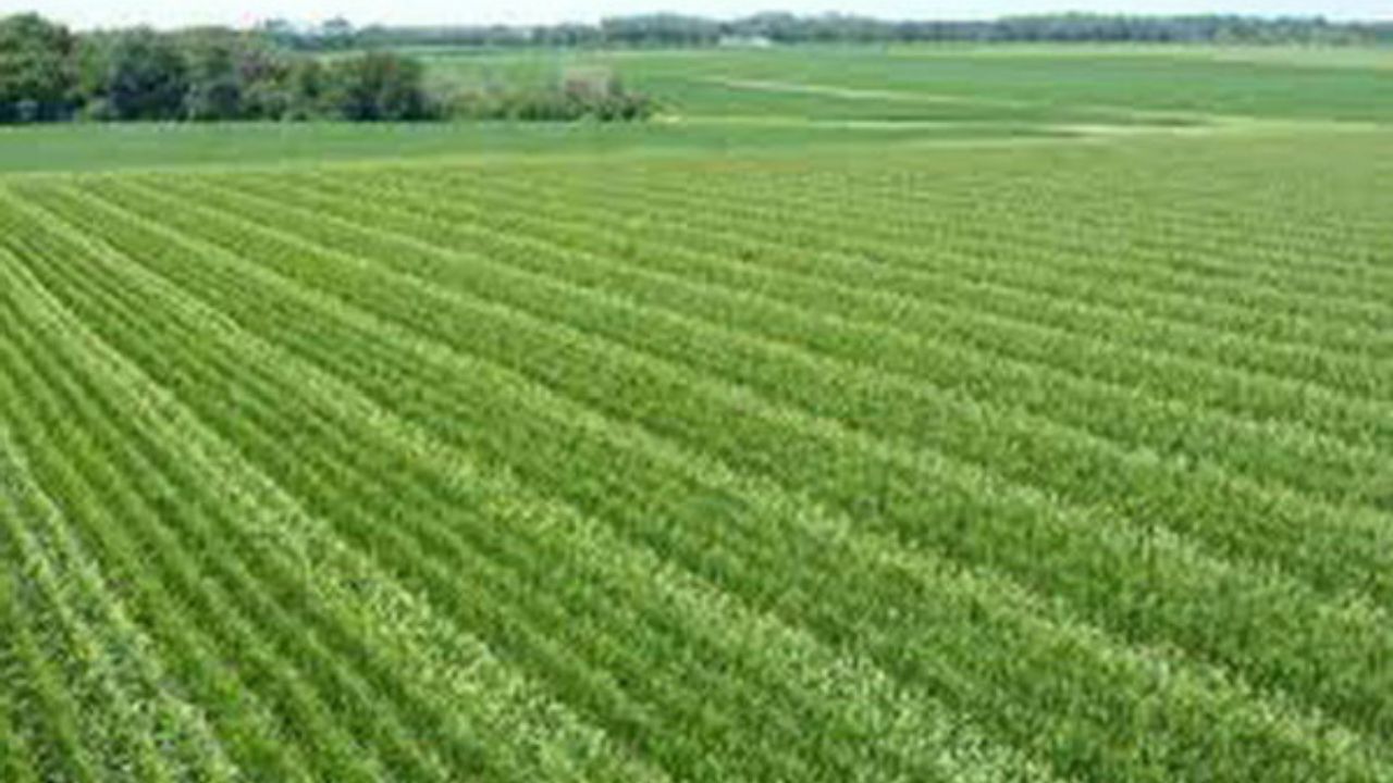 اصلاحیه آئین نامه نظام صنفی کشاورزی ابلاغ شد