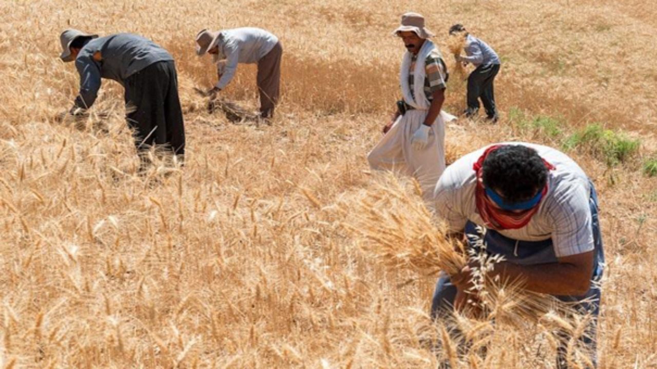 تولید گندم به 12 میلیون تن می رسد/رشد 3 درصدی خرید گندم نسبت به سال قبل