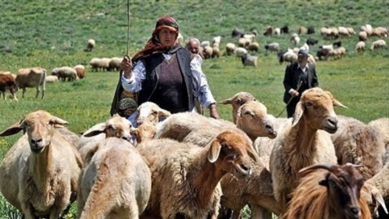 کسری 1.6 میلیون تنی علوفه مراتع عشایر/ حداقل 120 هزار تن نیاز ماهانه نهاده دامی در کشور