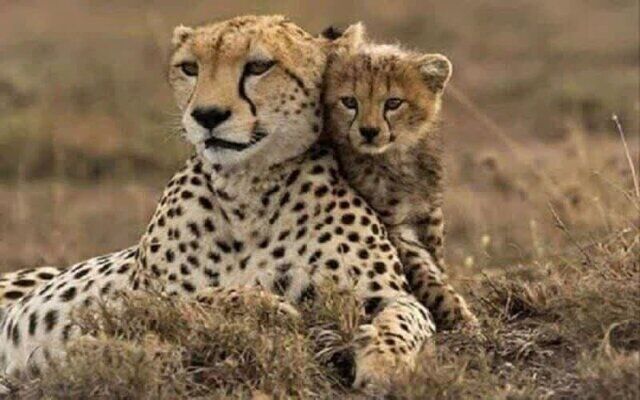 مشاهده یک قلاده یوزپلنگ آسیایی در توران شاهرود