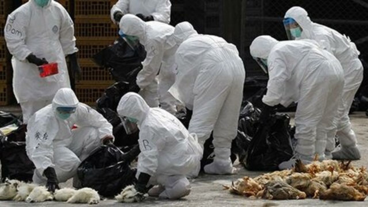 شناسایی موردی از ابتلای انسانی به آنفلوآنزای پرندگان در جنوب چین