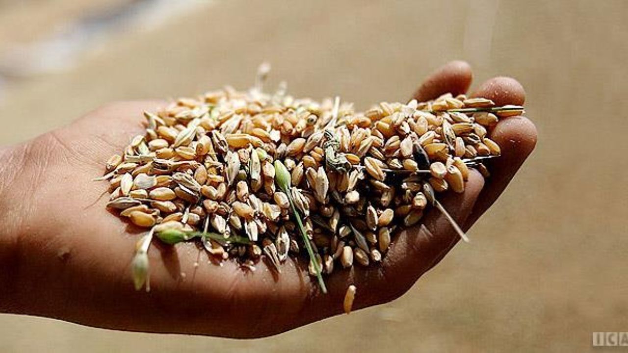 کاهش 13 دلاری قیمت گندم در بازارهای جهانی