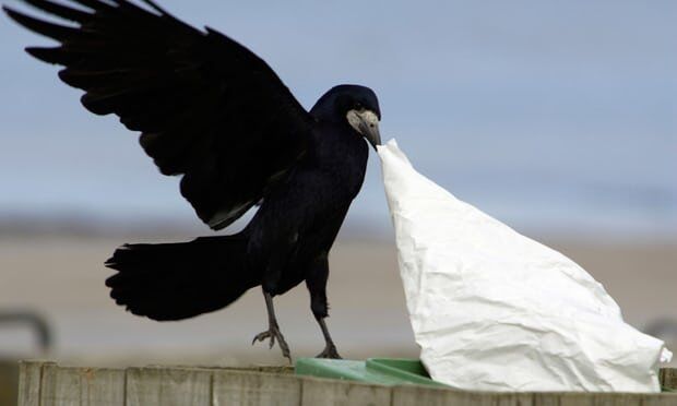 تهران جولانگاه کلاغ‌های پیر/ تاثیر منفی آلودگی صوتی بر آواز پرندگان