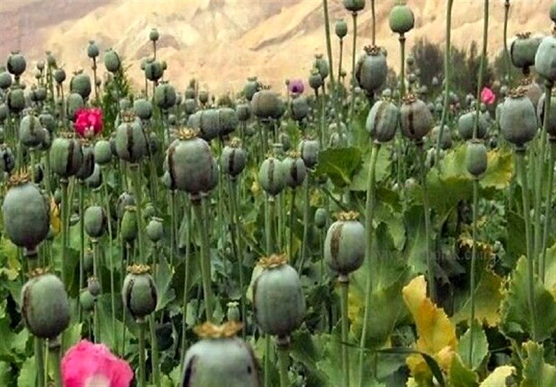 مدیرکل حقوقی ستاد مبارزه با موادمخدر: مجازات شدید و تلخی در انتظار کشت غیرقانونی خشخاش است