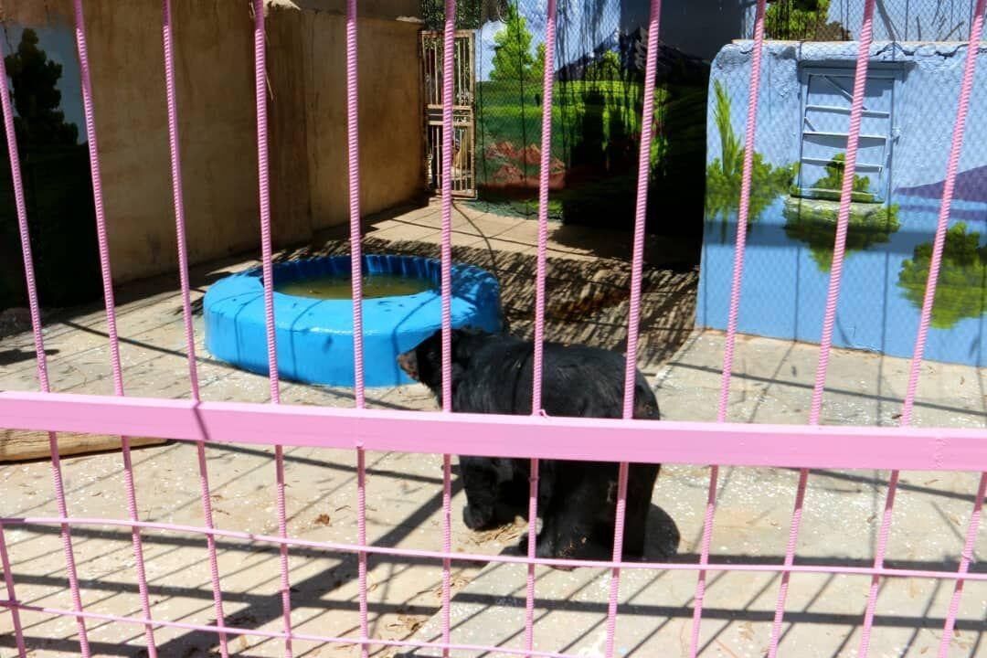 زنگ خطر انقراض کامل خرس سیاه بلوچی بلند شده است
