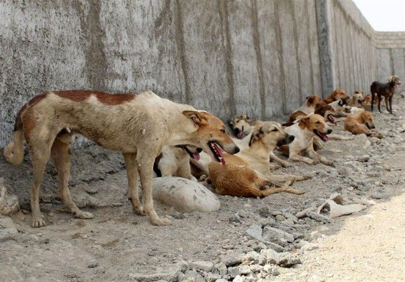 جراحی پیوند اعضای صورت سگ مرده به صاحبش+ عکس