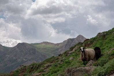 شقایق لار دماوند