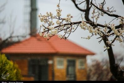 شکوفه‌های بهاری در سنندج