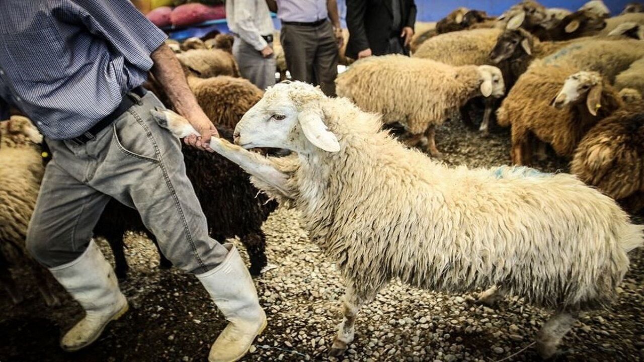 دامدارها توان نگهداری دام ندارند؛ دام زنده به خارج قاچاق می‌شود