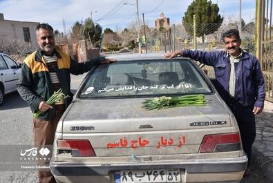 برداشت گل نرگس