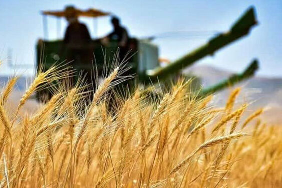 اعلام تاریخ پرداخت مطالبات گندمکاران