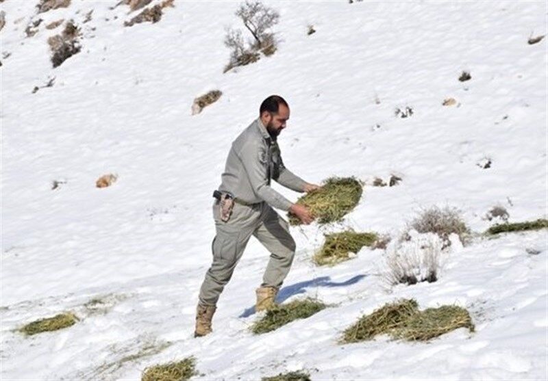  غذادهی به حیات وحش در فصل زمستان برعهده ادارات کل محیط زیست است 