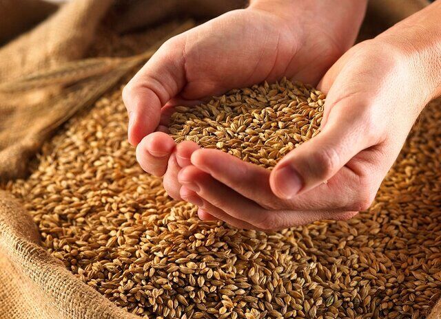 ابعادی دیگر از ماجرای گندم‌های آلوده