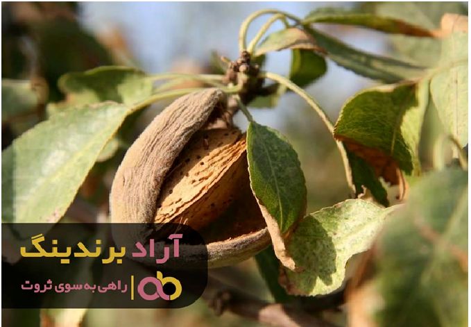 دو پوست بادام را کندم و ثروتمند شدم