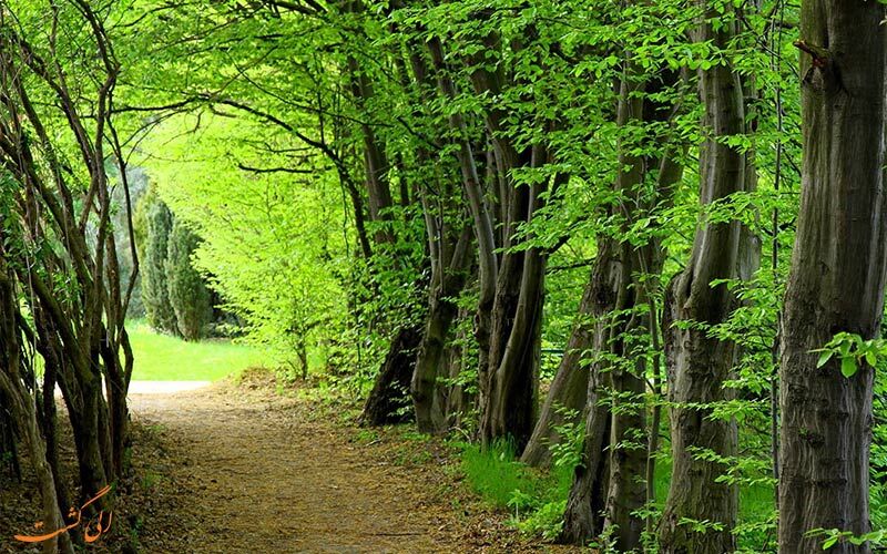 اجرای طرح نوین جنگلداری چه بلایی بر سر جنگل‌های هیرکانی می‌آورد؟