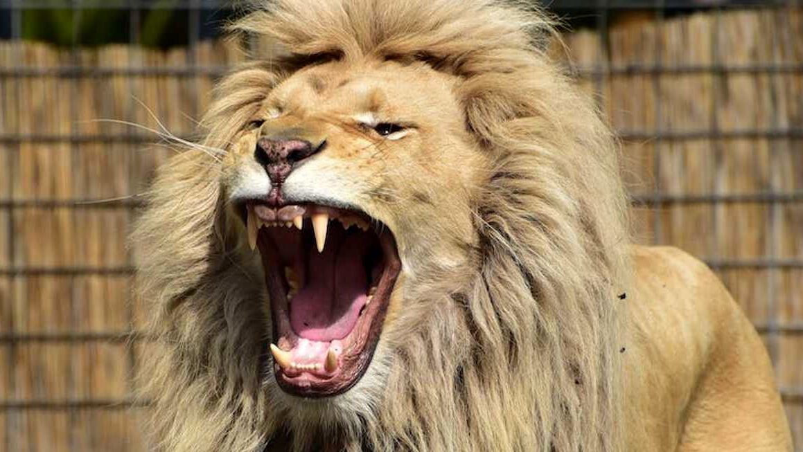 شیر عصبانی دزد توله‌اش را خورد