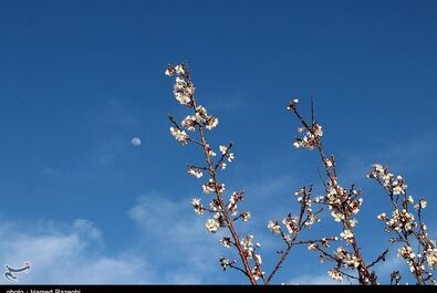 طبیعت بهاری ابهر