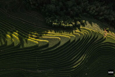 طبیعت درخت کوه