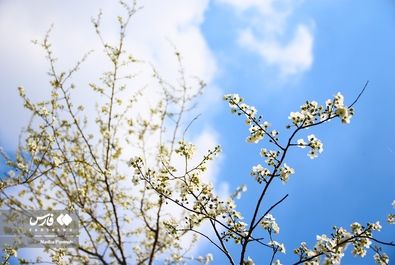 شکوفه‌های بهاری