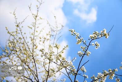 شکوفه‌های بهاری
