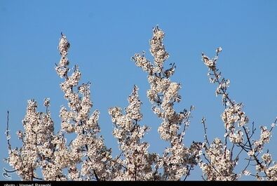 طبیعت بهاری ابهر