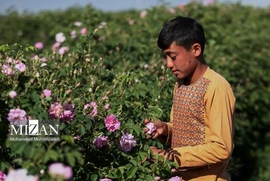 فصل برداشت گل محمدی