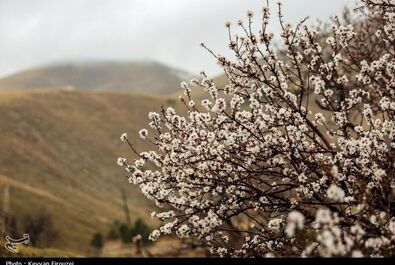 شکوفه‌های بهاری در سنندج