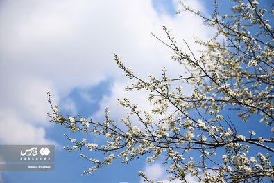 شکوفه‌های بهاری